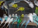 Оптовая продажа попугаев разного вида, авто и авиа доставка фотография